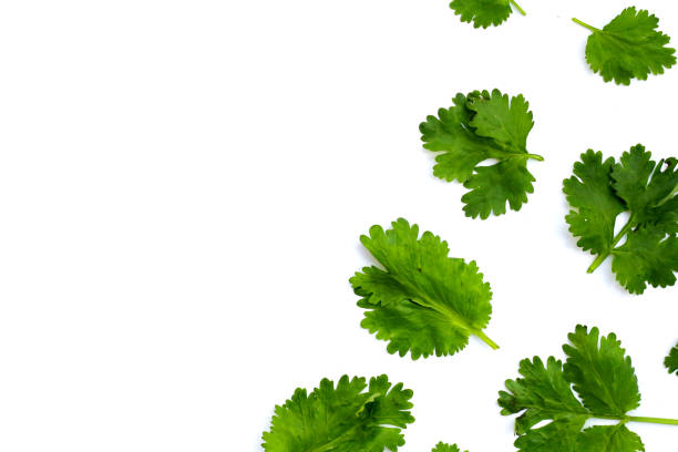 istock Fresh organic coriander, vegetables and herbs 2206316932