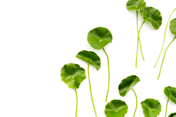 istock Fresh centella asiatica leaves. Gotu kola herb plant 2206317071