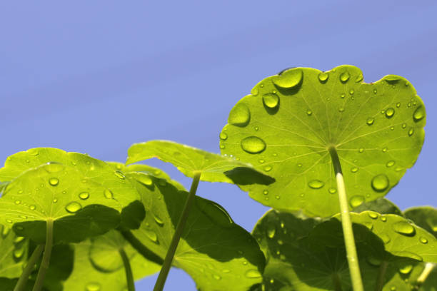 Close up of water drops on leaf with shining morning light.