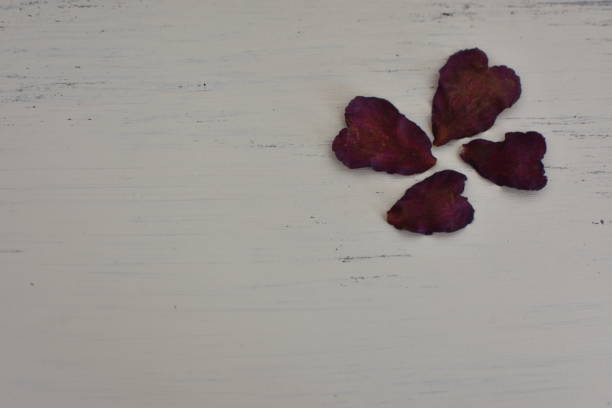 Dried camellia petals photographed on a white table are heart-shaped and very beautiful