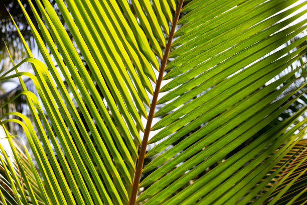 Coconut palm leaves for green background.