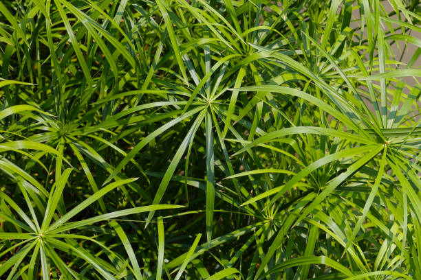istock Cyperus involucratus plant in pond 2206318714