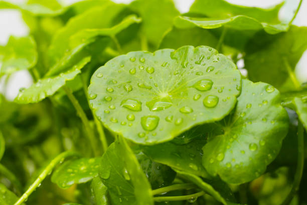 istock Centella asiatica leaves, covered in water droplets. 2206318870
