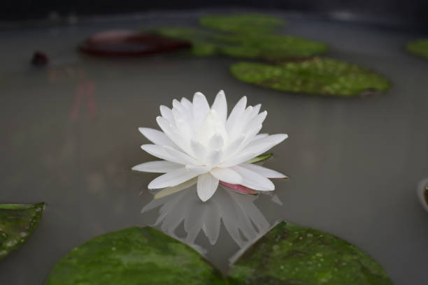 Blooming white water lily in pond