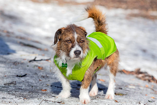 istock Mongrel dog in a jacket on a walk in a snowy park 2206321526