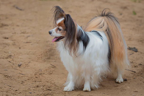 The Papillon, also called the Continental Toy Spaniel, is a breed of spaniel-type dog.