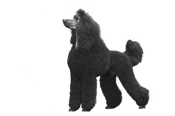 The Poodle,  a breed of water dog. The breed is divided into four varieties based on size,