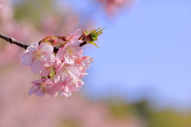 istock Kawazu cherry blossoms in full bloom 2206324087
