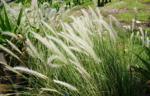 110+ Swamp Foxtail Grass Stock Photos and Royalty-Free Pictures
