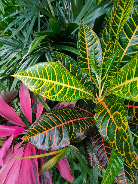 istock Codium variegated at green garden 2206324612