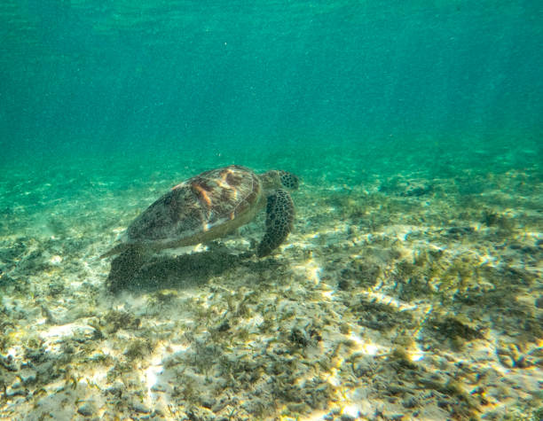istock Sea turtle in turquoise blue water -underwater photo. 2206324614