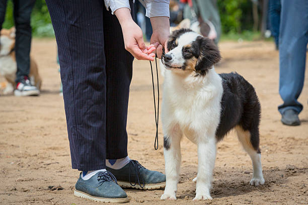 istock Border collie dog posing at a dog show 2206325254