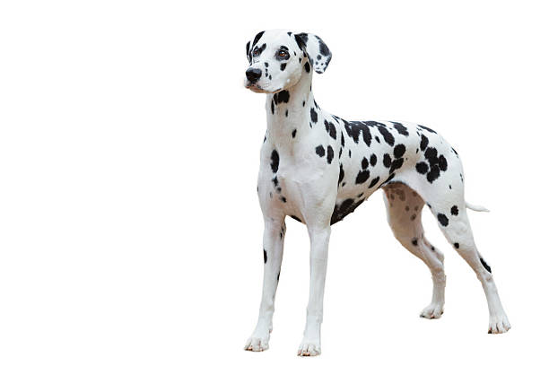 istock The Dalmatian isolated on a white background . Close-up. 2206325268