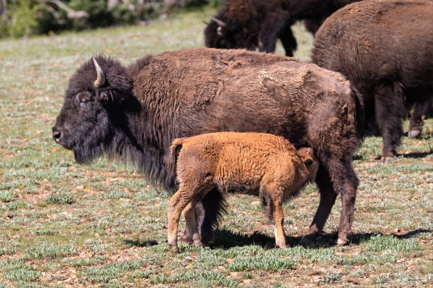istock Young american bison feeding with its mother. 2206327120