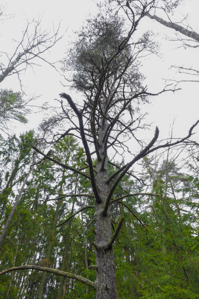 istock .a tall, bare tree with sparse branches, topped with a small cluster of foliage. 2206327342