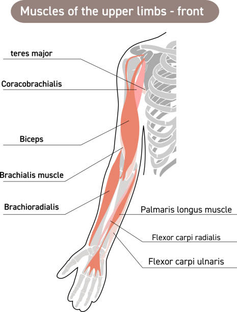 istock Simple illustration of the forearm skeleton and major muscles 2206328090