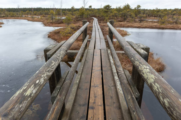 istock .a wooden boardwalk with railings that winds through a marshy area with a small area covered in water. 2206328163