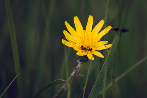 close-up of a black salsify plant with a fly inside.