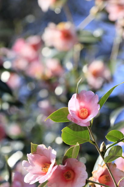 istock Camellia, a flower that blooms in winter 2206329369
