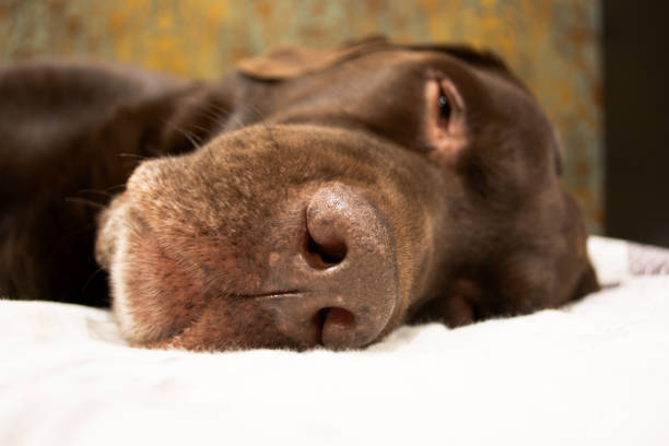 Brown chocolate labrador retriever dog is sleeping on sofa. Sleeping on the couch. Close up labrador retriever nose.