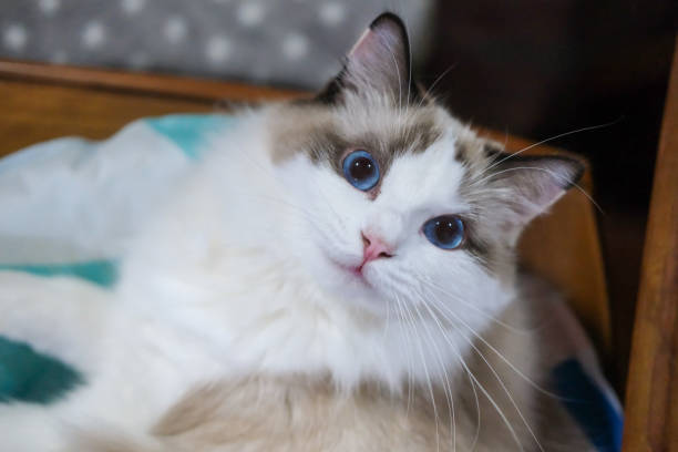 istock Cute, Ragdoll cat lying on its bed, looking at the camera. 2206331647