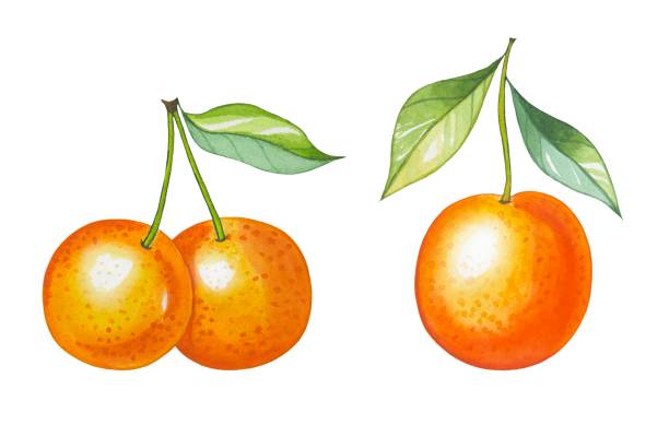 1,100+ Clementine Stock Illustrations, Royalty-Free Vector