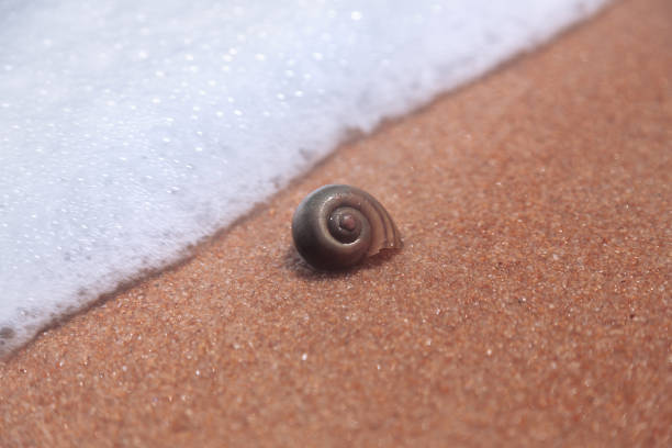 A beautiful little clam on the shore. a seashell on a sandy beach.