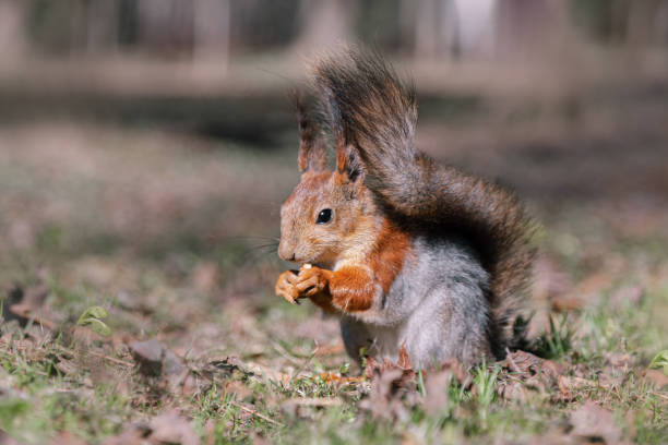 istock A cute squirrel is eating something in the forest. A beautiful red squirrel among the grass on the ground. a wild animal in nature. squirrel close-up. 2206332801
