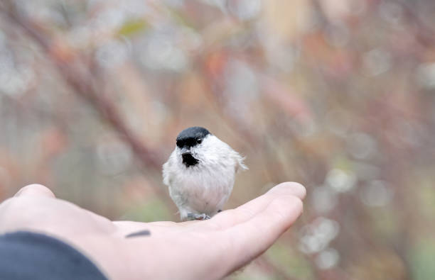 istock A beautiful little bird eats from a man's hand. a bird in the wild and a man. 2206332833