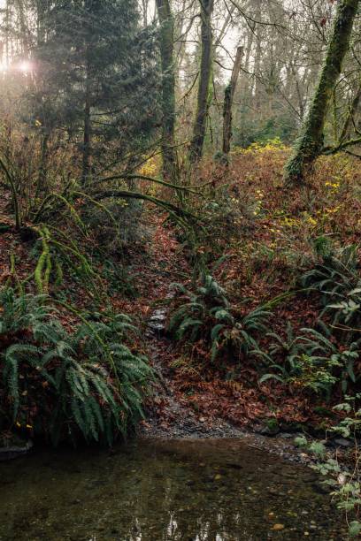 istock A forest scene in Carkeek Park with a small stream in the foreground. 2206333857