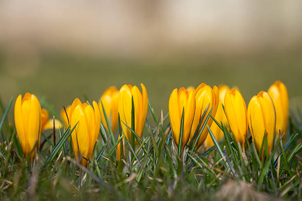 Yellow closed crocus flowers in spring on a meadow. Abstract floral background, yellow crocus flowers. Macro flowers backdrop for brand design.