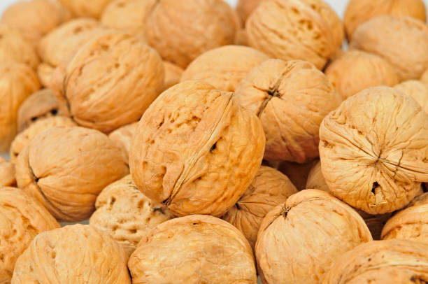 Single walnut isolated on a white background.