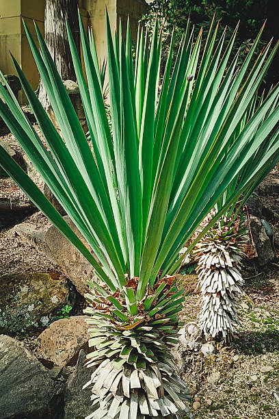 istock Yucca aloifolia is the type species for the genus 2206336150