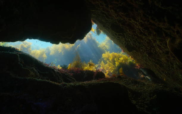 istock Exit of a cave underwater with seaweed Atlantic ocean natural scene 2206337388