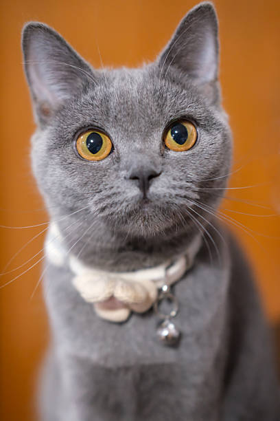 5 months old British Blue, British Shorthair cat