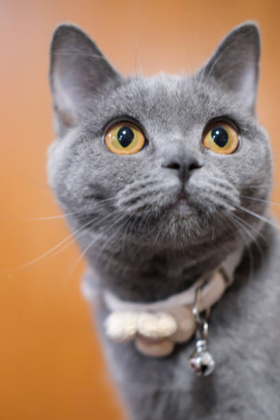 istock 5 months old British Blue, British Shorthair cat 2206337529