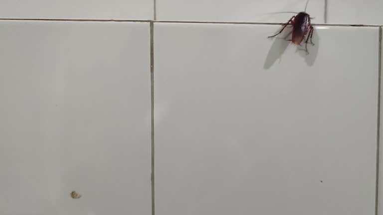 Ceramic Cockroach 3,200+ Cockroach Stock Videos and Royalty-Free Footage - iStock