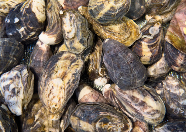 istock Fresh live different sizes oysters. Fresh raw oysters as background. Top view 2206338126
