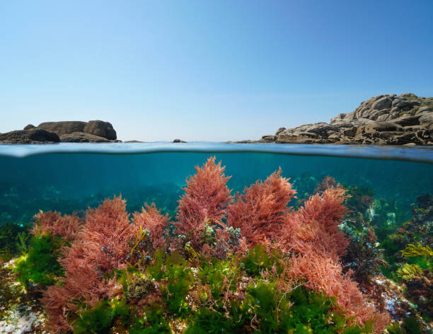 istock Ocean seascape seaweed underwater and blue sky split level view 2206338734