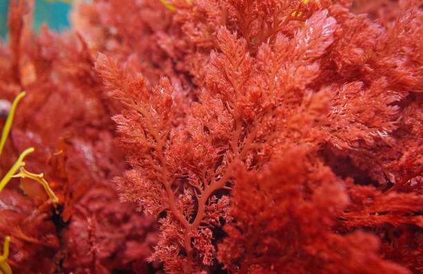 istock Red alga Plocamium cartilagineum close-up 2206340062