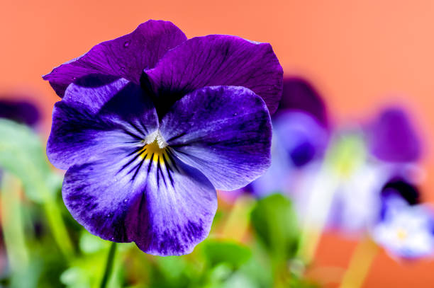 Close-up of vibrant purple and blue pansy flowers with water droplets on their petals, set against a warm orange background. The delicate texture and intricate details of the petals are highlighted