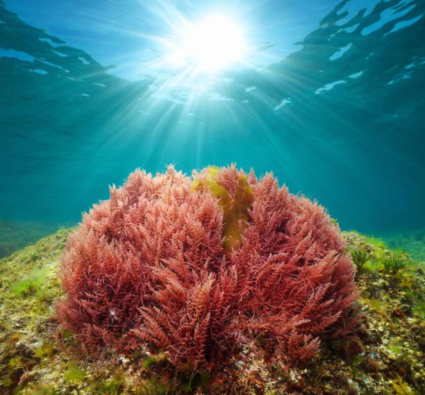 Red seaweed with sunlight underwater in the ocean