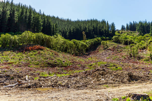 istock A deforested hillside contrasts with the surrounding lush greenery, showcasing the environmental impact of land clearing 2206340926
