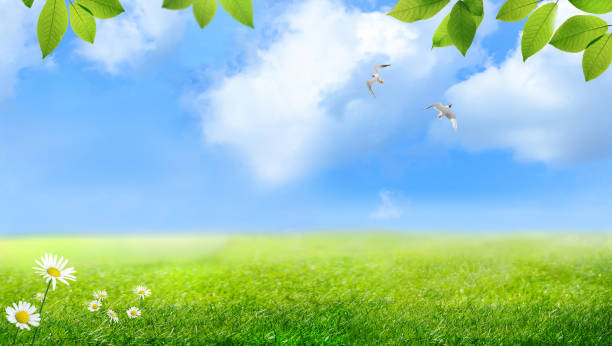 istock A Bright and Beautiful Summer Landscape Featuring Lush Green Grass and a Clear Blue Sky 2206341176