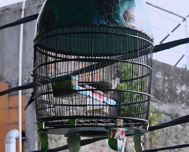istock sparrow that was sitting in its cage 2206342755