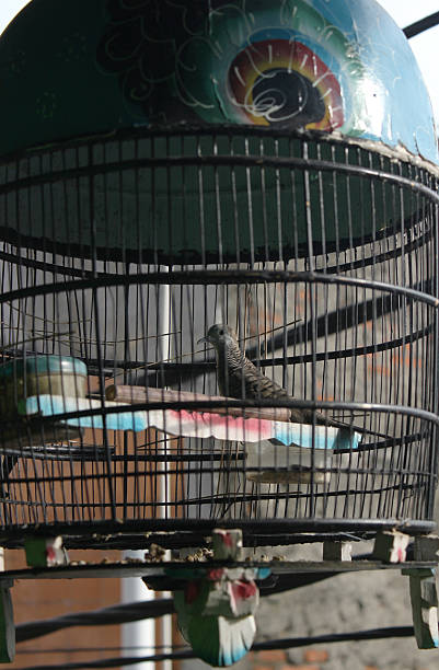 istock object of an aviary and inside there is a turtledove bird 2206342756