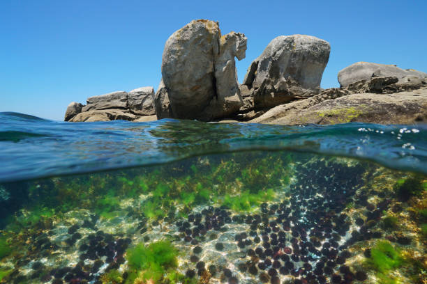 istock Sea urchins underwater with large rocks on the shore Atlantic ocean 2206342991