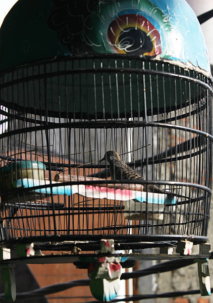 istock sparrow that was sitting in its cage was seen looking away when morning came 2206343052