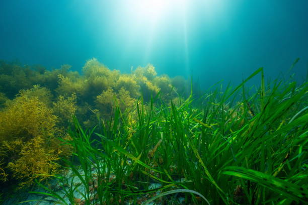 istock Seagrass and seaweed with sunlight underwater in the Atlantic ocean 2206343941