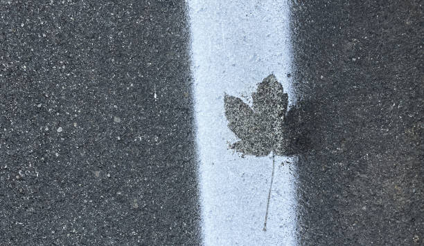 Maple leaf on the asphalt road with white line, abstract background